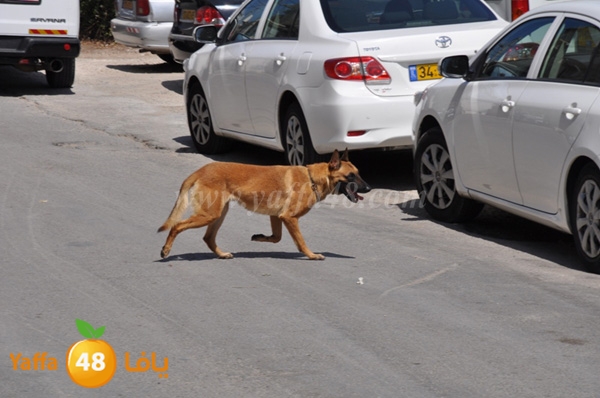 police tafteeshad8 (3).JPG